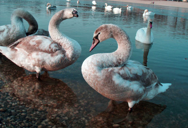 park-lake-bundek-b9d3aaa57bc57bc5f326579